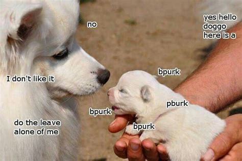 Bork Bork Dog Cute Funny Animals Funny Animal Memes Funny Animals