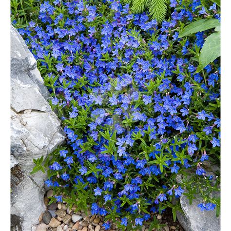 Lithodora Heavenly Blue Flowers With Us From March July