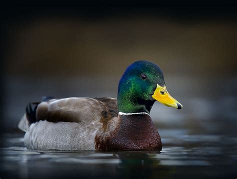 Living With Waterfowl Nevada Wildlife