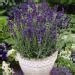Lavender Hidcote Drought Tolerant Herb Garden Plants For Xeriscaping