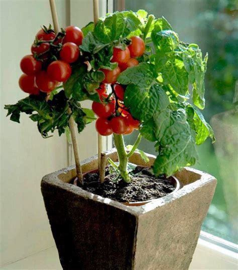 How To Grow Tomatoes Indoors Gardening Steps Growing Tomatoes