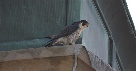 Peregrine Falcon Pair Living At Fremont Church