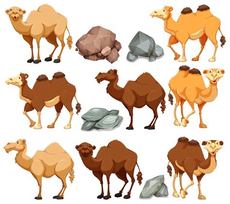 Camel In Different Poses 303454 Vector Art At Vecteezy