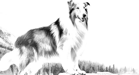 Lassie By Eric S Huffman On Deviantart