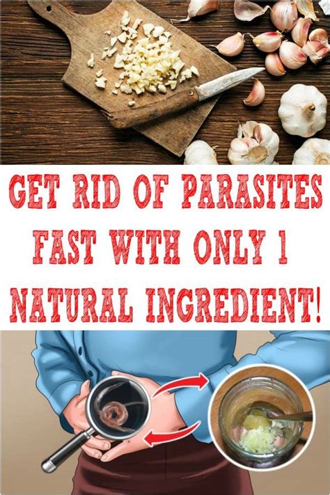 get rid of parasites fast with only 1 natural ingredient health natural ingredients natural