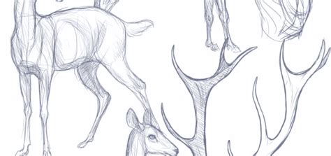 Deer Drawing References And Sketches For Artists