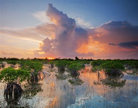 Summer Storm And Red Mangroves Everglades National Park Florida