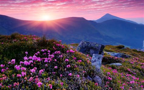 Promienie Słońca Góry Kwiaty