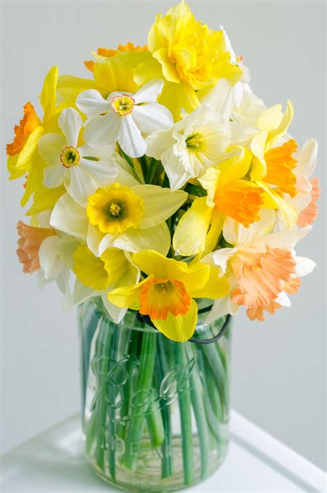 Pin On Daffodils