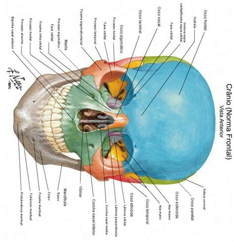 Pin De Maria Anselmo En Anatomia Ossea Anatomia Del Esqueleto Humano