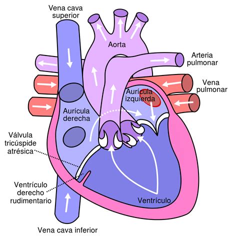 Ventrículo Que Es Definición Anatomía Anatomia Cardiaca Anatomia