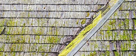 What To Do About Mold Growing On The Roof Trublue Roofing