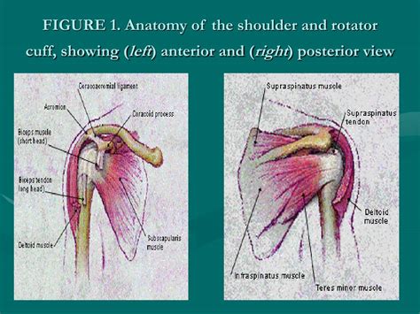 Home » what is frozen shoulder » shoulder anatomy. Shoulder Tendon Anatomy / The Shoulder - Anatomy,Function ...