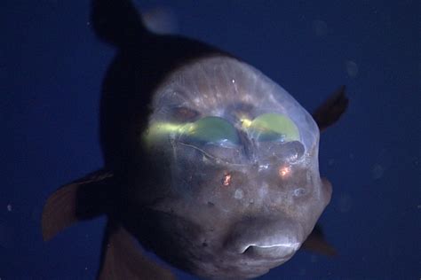 Videos Of Rare Deep Sea Marine Life Near California Popular Science