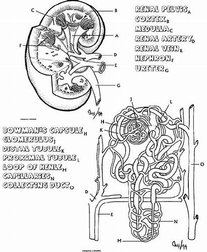 Coloring Anatomy Kidney Nephron Worksheet Answers Biologycorner