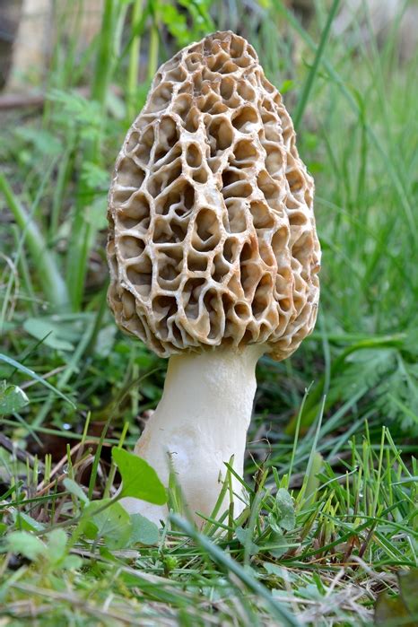 15 Of The Best Ideas For Wild Morel Mushrooms How To Make Perfect Recipes