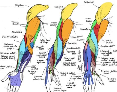 Arm Muscles Diagram Posterior Arm Muscles Diagram Arm