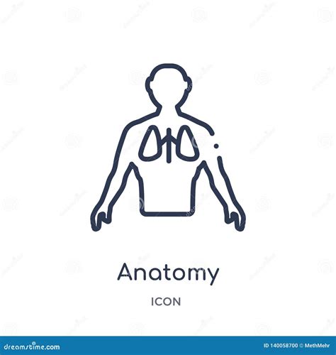 Linear Anatomy Icon From Gym And Fitness Outline Collection Thin Line
