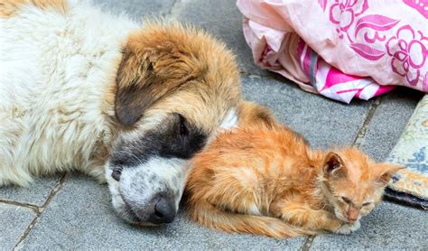 How Can We Help Homeless Dogs And Cats