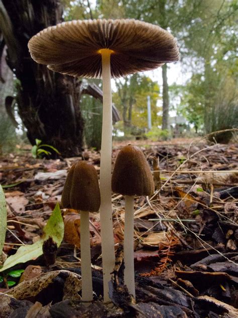 Fungus Fungus Everywhere Mushroom Hunting And Identification