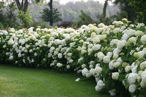 Hydrangea Care Planting How To Grow Hydrangea Flowers Garden Design