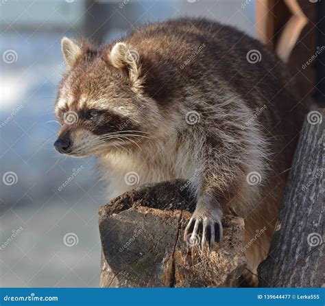 Funny Raccoon Procyon Lotor Animal Portrait Stock Image Image Of