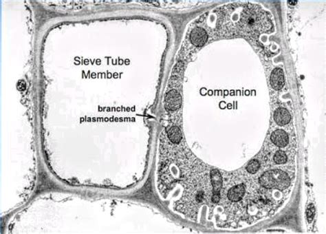 Cell Types And Tissue System Complex Tissue Plantlet