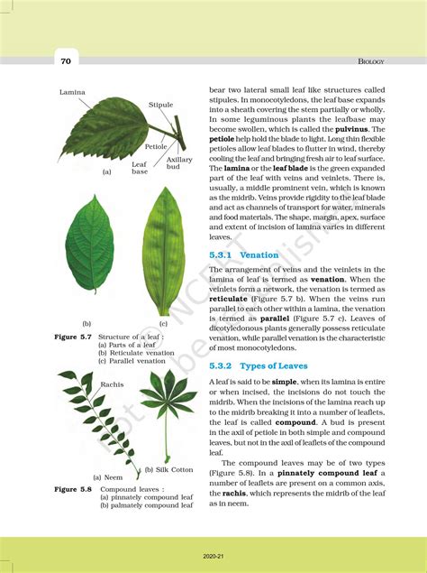 Morphology Of Flowering Plants Ncert Book Of Class 11 Biology