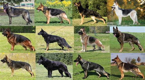 The Gsd Breed Gsd Living
