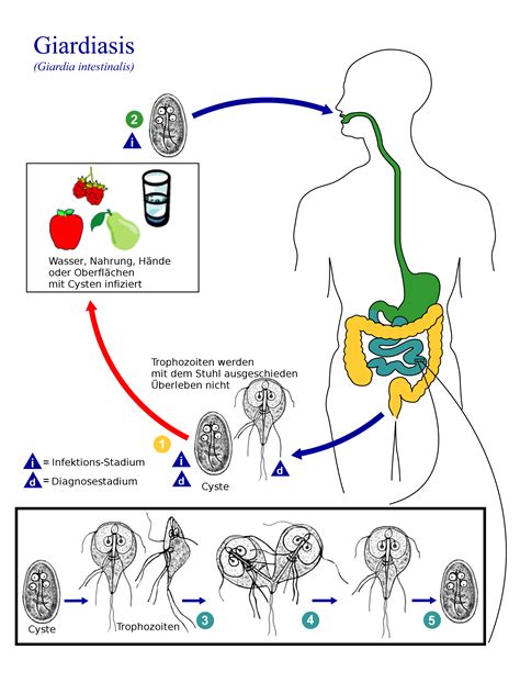 Life Cycle Of The Parasite Giardia Lamblia Diagram Poster Zazzle My