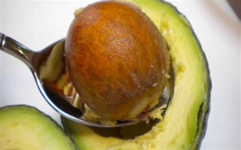 This Is Why You Should Stop Throwing Away The Avocado Seeds Health