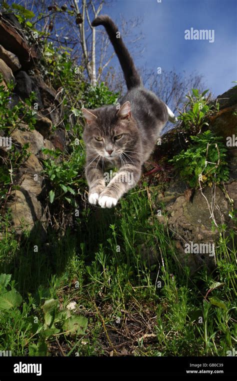Tabby Cat Hunting In Garden Stock Photo Alamy