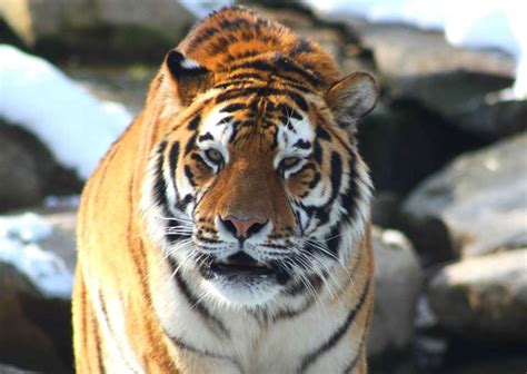 Son los principales depredadores de su hábitat, por lo tanto su dieta incluye. Définition | Tigre de Sibérie - Panthera tigris altaïca ...