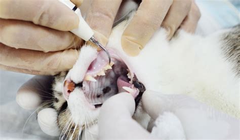 Feline Dentistry Cat Dentist Veterinary Dentist Burwood Vet Clinic