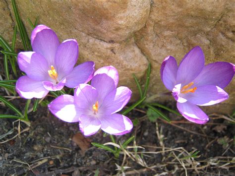 Plants Crocus Minding My Ps With Q