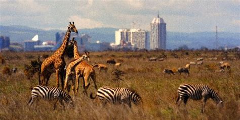 Nairobi National Park Kenya Randu Safaris