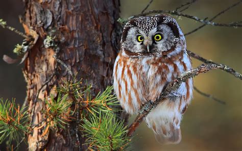 Boreal Owl Computer Wallpapers Desktop Backgrounds 1920x1200 Id567087