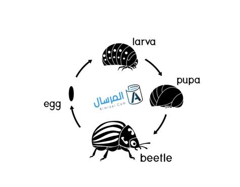 مراحل دورة حياة الخنفساء المرسال