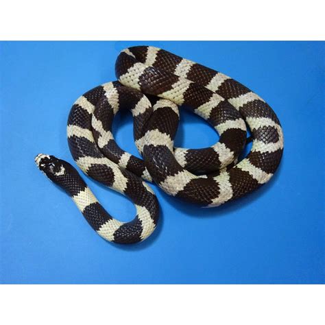 Black And White California King Snake Banded Baby Strictly Reptiles