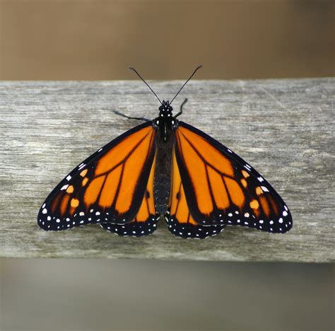 Images Gratuites Aile Insecte Faune Invertébré Papillon Monarque