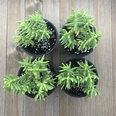 Mini Pine Tree Succulent Crassula Tetragona 4 Inch For Sale Online