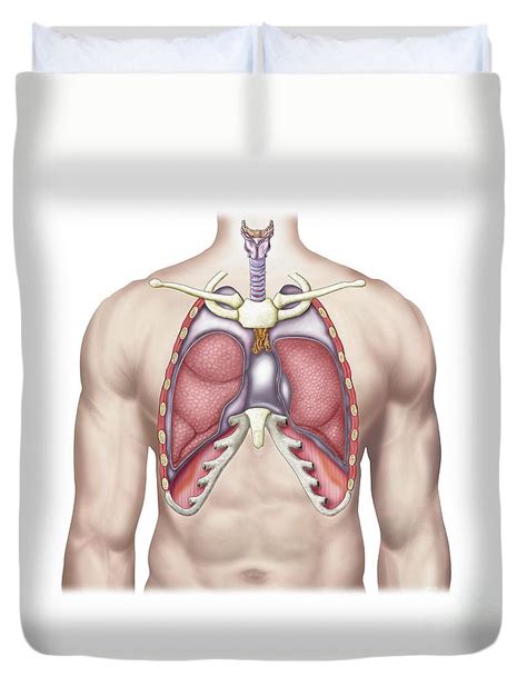 Within the abdominal cavity, a double layered membrane called the peritoneum. Chest Cavity Anatomy - Anatomy Drawing Diagram