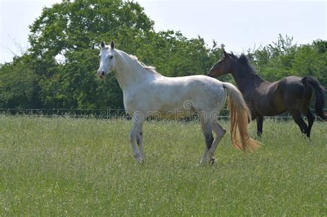 Two Beautiful Warmblood Horses In A Pasture Stock Photo Image Of