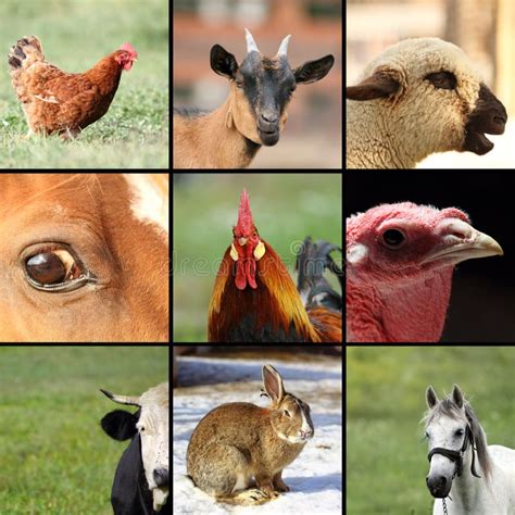 364 Farm Animals Collage Stock Photos Free And Royalty Free Stock