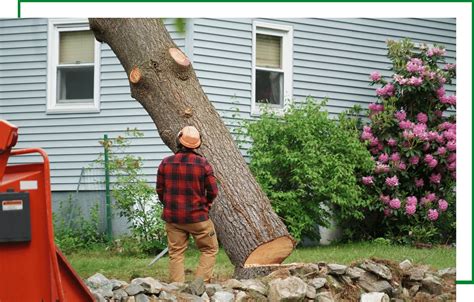 Professional Tree Removal Service for Diseased and Damaged