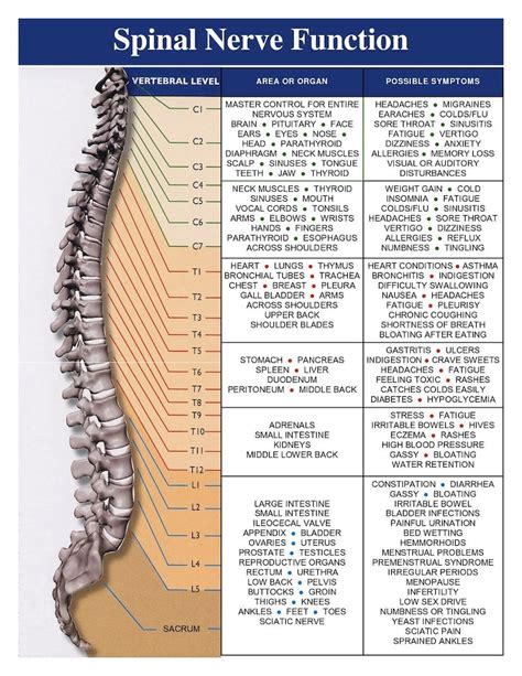 Spinal Cord Nerve Functions Poster Anatomy Poster Knowledge Etsy Canada
