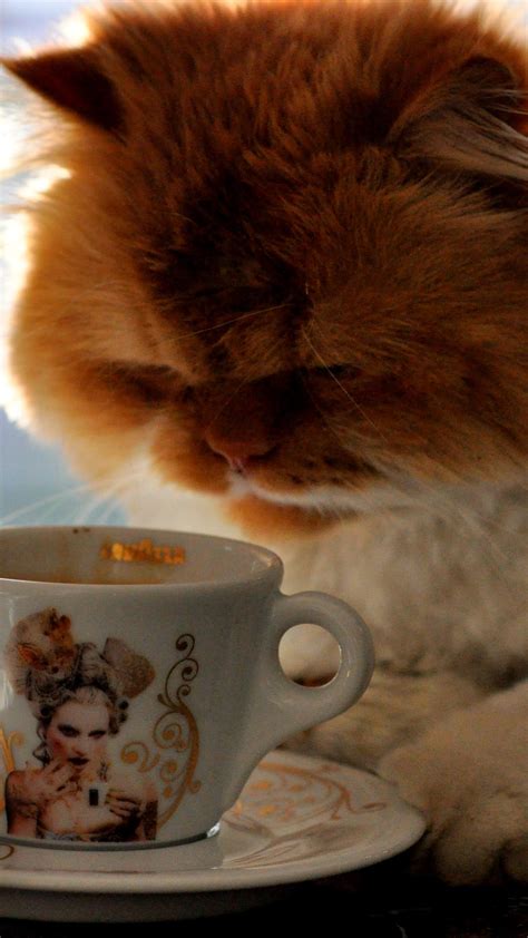 My Cat Loves Coffee Hd Funny Wallpaper Wallpaper Download 1080x1920