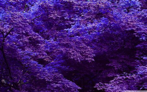 Purple Forest Ultra Hd Desktop Background Wallpaper For 4k Uhd Tv