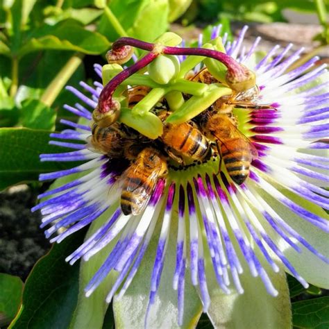 Passiflora Caerulea Blue Passion Flower In Gardentags Plant Encyclopedia