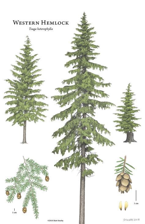 Tsuga Heterophylla Western Hemlock Description